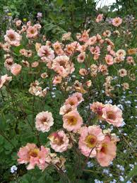 Be the first to review geum 'mai tai' cancel reply. Photo Of The Bloom Of Grecian Rose Geum Cocktails Mai Tai Posted By Irislilli Garden Org