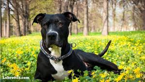 We did not find results for: Labrabull A Labrador Pitbull Mix Labrottie Com