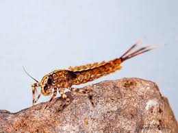 Image result for Cyphia mazoensis