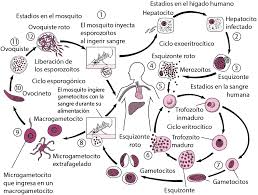 El paludismo existe en todas las zonas con clima cálido y tropical →fig. Paludismo Enfermedades Infecciosas Manual Msd Version Para Profesionales