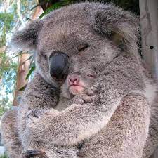Rigorously tested as an integral component of the machine to meet high quality, safety and performance standards. 900 I Love Koalas Ideas In 2021 Koalas Koala Koala Bear