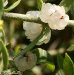 Image result for Pollichia