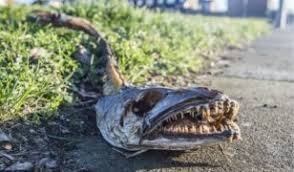 Kayang ikan sembilang terbaru gratis dan mudah dinikmati. Rezeki Daripada Ikan Sembilang