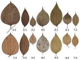 Image result for leaf shape obovate