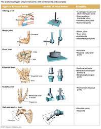 Types Of Joints Cea1 Com Human Body Anatomy Human Joints Joints Anatomy Synovial Joint