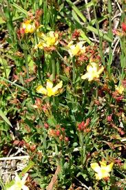 Image result for Hypericum lalandii