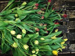 Check spelling or type a new query. The Changing Seasons Of Irish Flowers Between The Briars