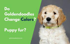 Mini golden doodle puppy | my little luna, the one who inspires my designs through love! Goldendoodles Colors Puppy Fur And Shedding
