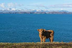 Where To See Highland Cows In Scotland Visitscotland