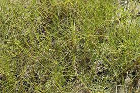 Image result for Paspalum vaginatum