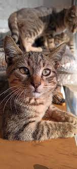 vedat aksu adli kullanicinin kedi panosundaki pin kedi