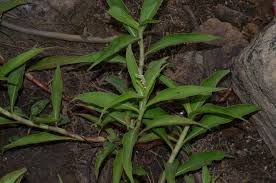 Image result for Persicaria barbata