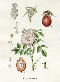 You can find basic growing information as well as a planting tip to help make sure each bloom is successful in your garden. Rose Hip Rosa Canina Monkey 47 Schwarzwald Dry Gin