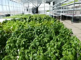 Aquaponic Greenhouse Hydroponic Greenhouse Design Ceres