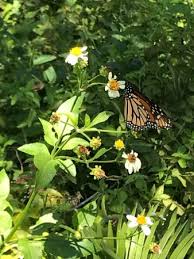 Continuing the beautification tradition through flower shows and national garden week and by maintaining the magnificent gardens at our clubhouse. Butterfly Garden Picture Of Gumbo Limbo Nature Center Boca Raton Tripadvisor