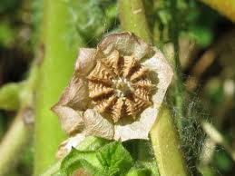 Image result for Malva parviflora