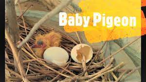 Pigeon Life Cycle Baby Pigeon Birds From Eggs To Bird A Pigeon Gave Eggs In My House Youtube