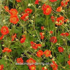 Geum chiloense mrs bradshaw establishes readily from flower seed and becomes a hardy plant that is perfect for borders or along walkways. Geum Avens Planting And Growing Guide