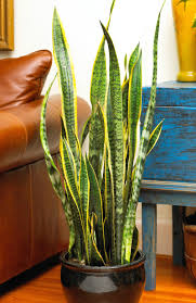 These indoor plants are easy to tend to, brighten up your interiors and in the bargain, purify all that stale air and poisonous gases leaving you as fresh as a dewy daisy everyday! 20 Super Easy Houseplants You Ll Love Midwest Living