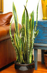 Want a plant that's nearly impossible to kill and safe for pets? 20 Super Easy Houseplants You Ll Love Midwest Living