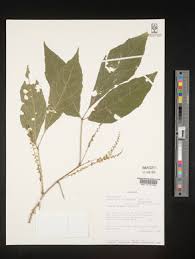 Image result for Allophylus ferrugineus