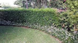 Image result for Murraya paniculata