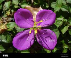 Image result for Heterotis rotundifolia