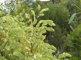 Image result for Olacaceae