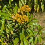 Image result for Psiadia punctulata