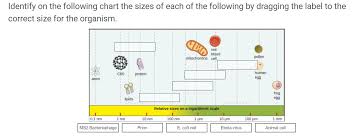 Red blood cells, which don't need to divide and replicate are only about 8 microns in diameter, while many muscle and nerve cells are thin, spindly and extremely long. Identify On The Following Chart The Sizes Of Each Of Chegg Com