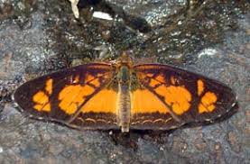 Image result for Dicoma