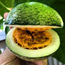 Image result for Voacanga africana