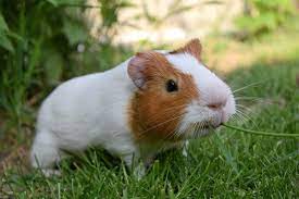 Maybe you would like to learn more about one of these? Can Guinea Pigs Eat Grass Tips For Outdoor Guinea Pigs Guinea Pig Pals
