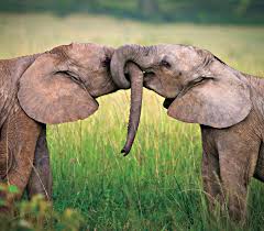 93 Animal Couples That Prove Love Exists In The Animal Kingdom Too Animals Kissing Elephant Love Cute Animals Kissing