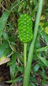Image result for Arisaema mildbraedii