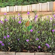 Jual Bibit Bunga Ruellia Ungu Bunga Rolia Ungu Adalah Tanaman Bunga Yang Biasa Digunakan Untuk Penganti Rumput Dan Sebagai Tanaman Pembata Tanaman Bunga Kebun