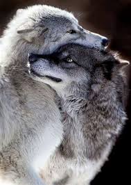 Wolf Wolves Wildlife Nature Animals Animalsandpets Wolf Love Animals Beautiful Wolf Pictures