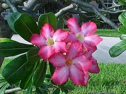 Pin On Desert Garden