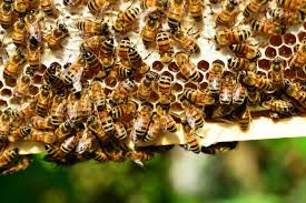 What do carpenter bees look like? How To Get Rid Of Bees In The Chimney For Good Bugwiz