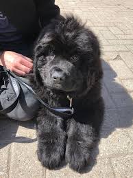Rescues are also welcome to post their dogs for adoption. My 3 Month Old Newfoundland Puppy Music Indieartist Chicago Puppies Cute Baby Animals Newfoundland Puppies