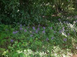 Image result for Plectranthus alboviolaceus