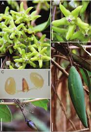 Image result for Marsdenia