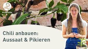 Wer wie ich, seine tomaten, paprika und chili selbst aussät, der kommt nicht daran vorbei, seine jungen pflänzchen zu. Chili Anbauen Aussaat Pikieren Anleitung Youtube