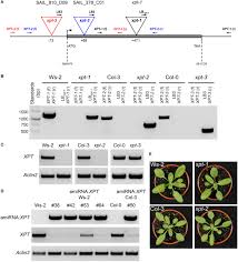 , name 2 parts for the chloroplast ? Frontiers The Combined Loss Of Triose Phosphate And Xylulose 5 Phosphate Phosphate Translocators Leads To Severe Growth Retardation And Impaired Photosynthesis In Arabidopsis Thaliana Tpt Xpt Double Mutants Plant Science