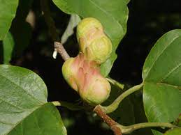 Magnolia Acuminata Cucumbertree Native Plants Of North America