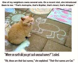 18 Sizzling Animal Memes Fresh Out Of The Oven Cats Several Cat Animals