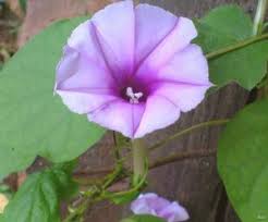 Image result for Ipomoea turbinata
