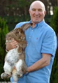 The blender foundation's big buck bunny in 1080p.a giant rabbit finds his happy sunny morning walk being disturbed by three rascal rodents.an open movie pr. Hopping Into The Record Books Humphrey The Two Stone Rabbit Is King Of The Big Bucks Giant Rabbit Cute Animals Giant Bunny