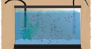 How do you keep ghost shrimp? 3 Ways To Take Care Of Ghost Shrimp Wikihow