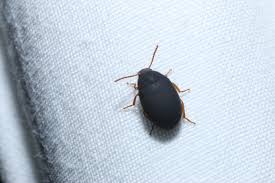 Image result for Dewildemania platycephala